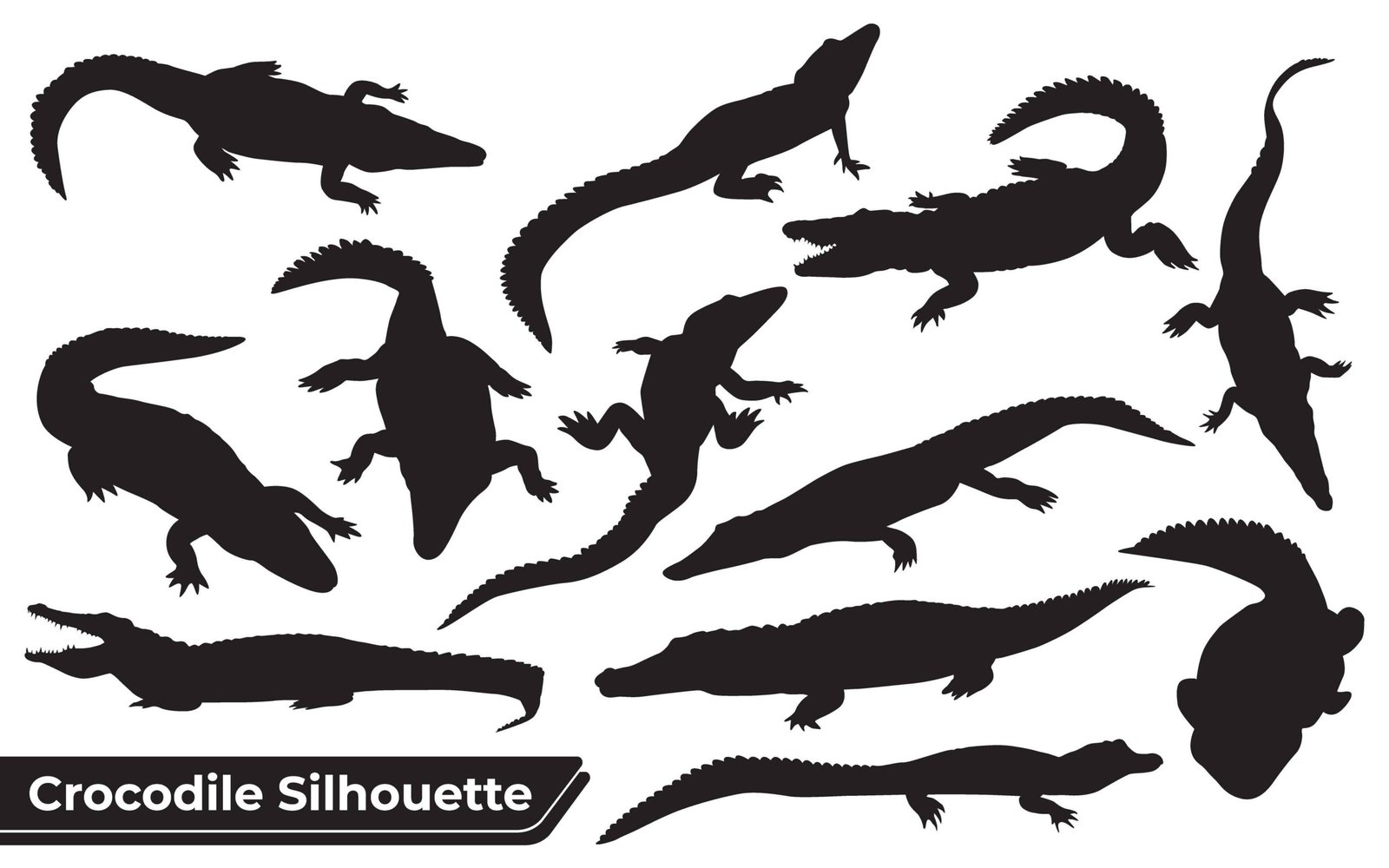 Crocodile 101