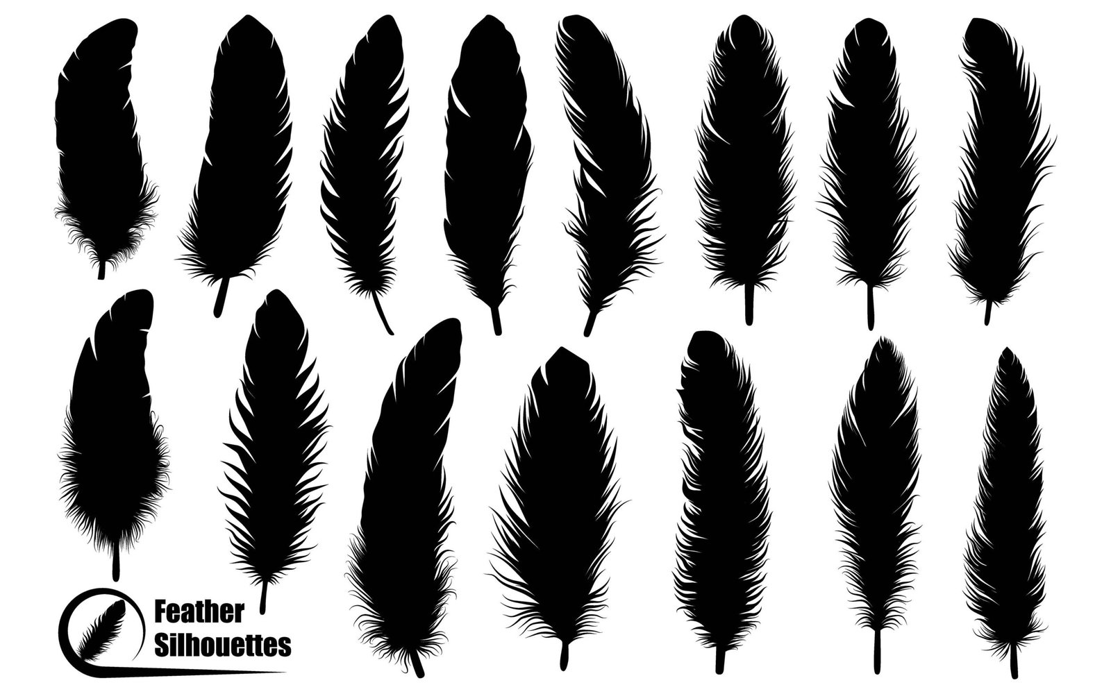 Bird Different types Feathers silhouettes vector art
